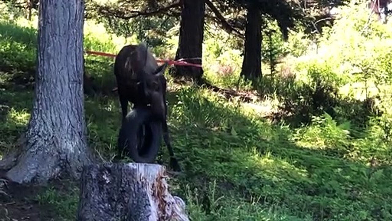 Moose Toys with Tire Swing