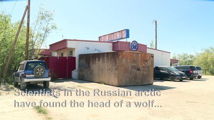 32,000-year-old wolf found in Russian Arctic
