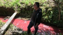 Des litres de sang déversés dans la Vilaine