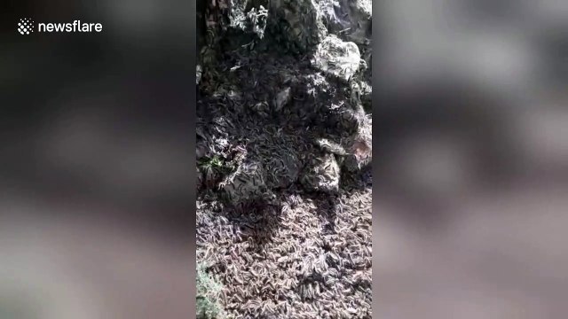 Huge swarms of locusts infest Italy's west coast