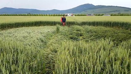 Crop circles à Saint-Hippolyte: "C'est impressionnant de voir ça à côté de chez nous !"