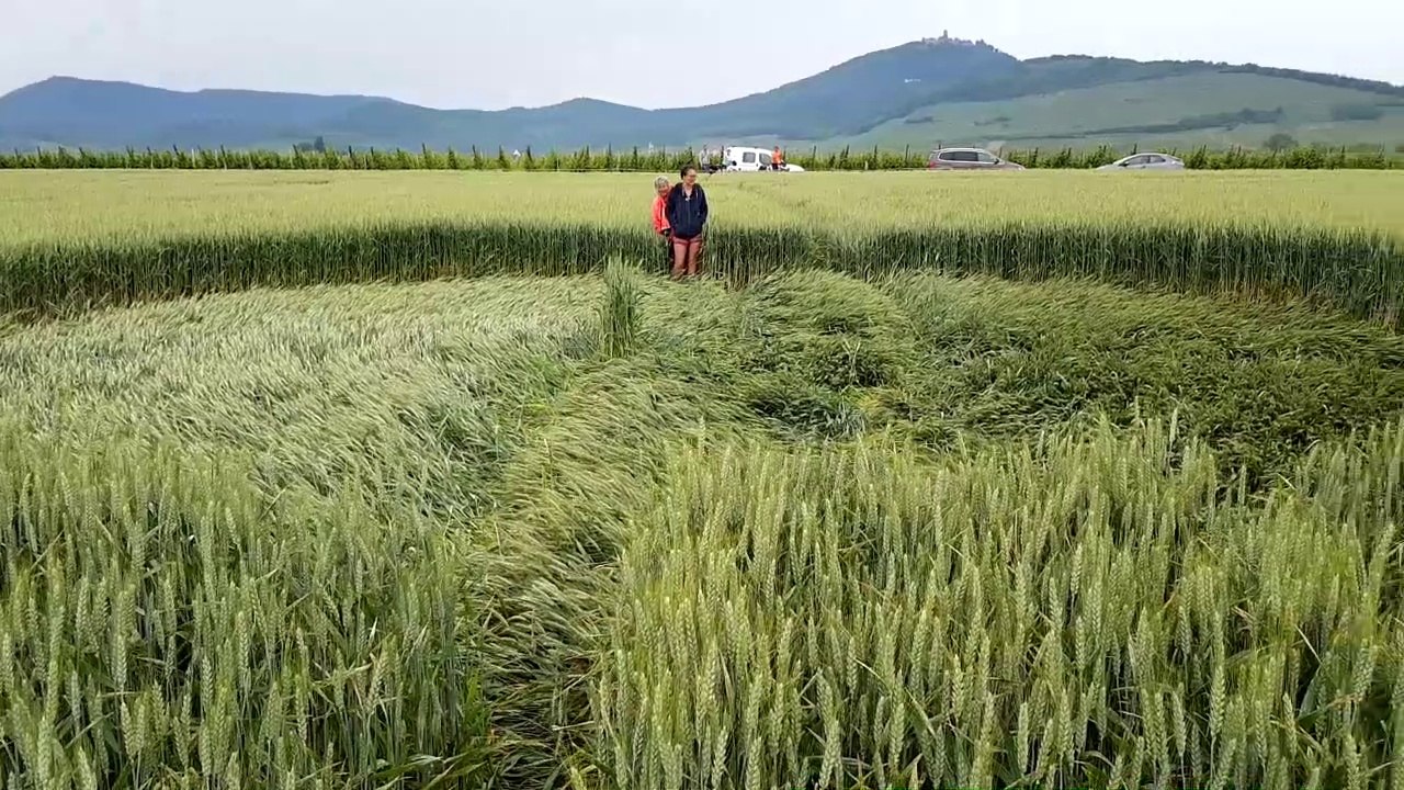 Crop circles à Saint-Hippolyte: "C'est impressionnant de voir ça à côté de chez nous !"