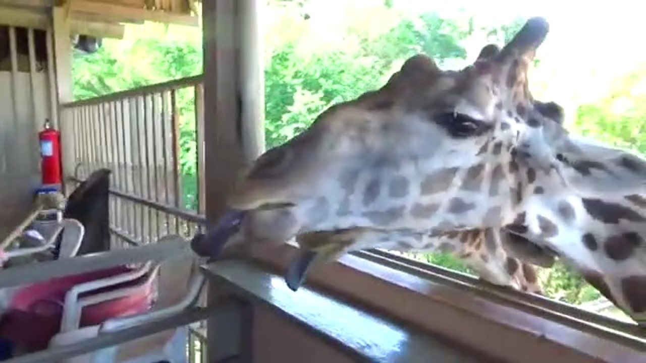 VLOG Feed GIRAFOV in SUPER Safari Park - Children's video   ВЛОГ Кормим ЖИРАФОВ в СУПЕР Сафари Парке - Детское видео