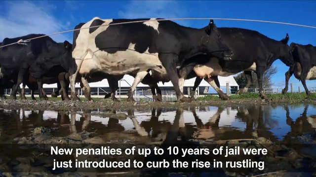 Livestock rustlers face jail time as New Zealand tightens laws