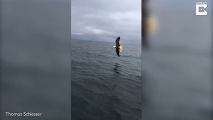 Il réussi à filmer un aigle qui capture un poisson dans l'eau !! Magnifique