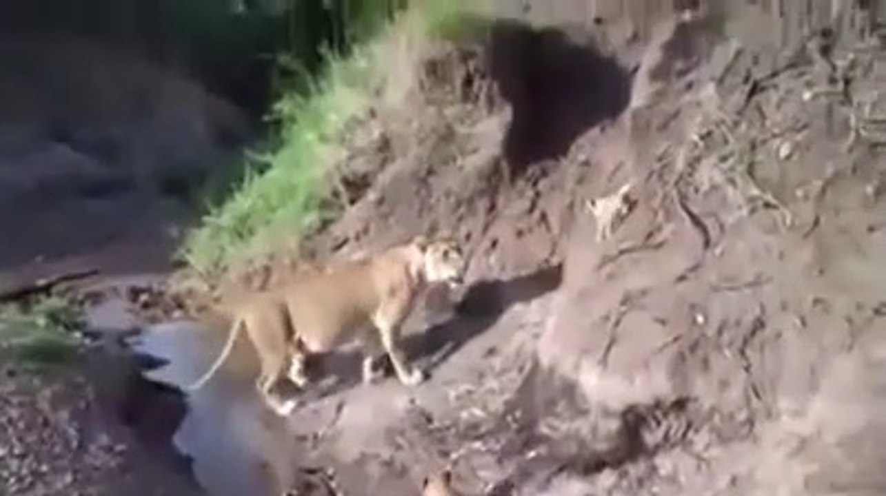 Même chez les lions, une maman reste une maman