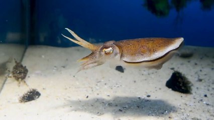 Cette seiche a l'air inoffensive mais ce crabe va en faire les frais