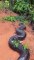 Des brésiliens découvrent un monstrueux anaconda de 8m en bord de chemin