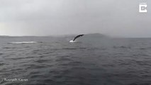 Une baleine enchaine les sauts hors de l'eau sous les yeux des touristes... Magnifique
