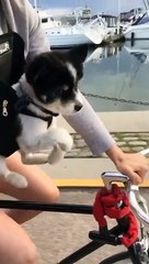 Quoi de plus mignon que ce chiot qui fait du vélo avec sa maîtresse