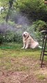 Relaxed Pup Cools Off