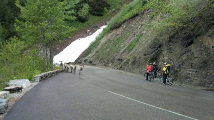 Sharing the Road with Sheep