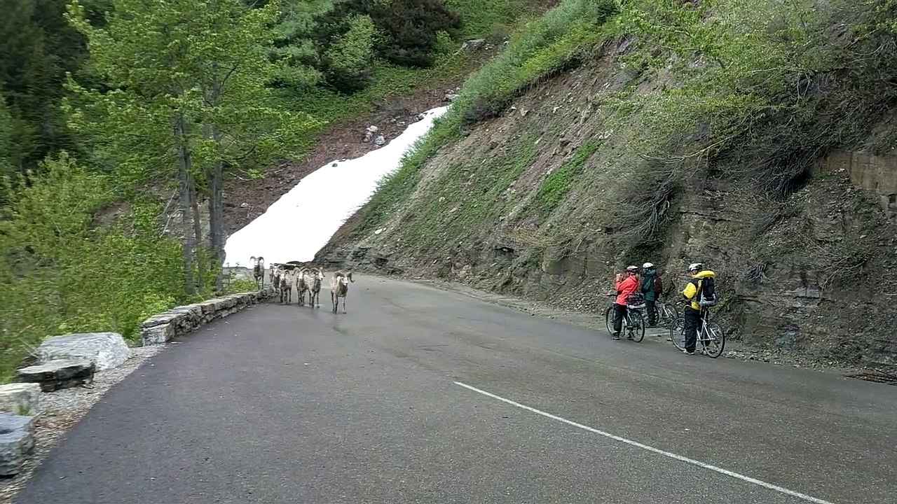 Sharing the Road with Sheep