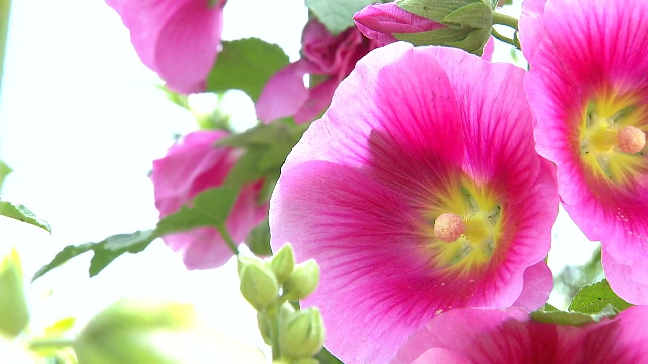 [영상] 시골 마을 활짝 핀 접시꽃 / YTN