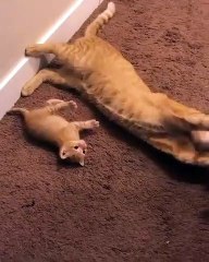 Maman chat et bébé chat s'amusent ensemble. Adorable !