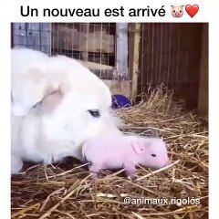 Cette chienne accueille un nouveau petit cochon dans la famille. Trop mignon !