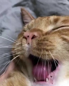 Ce chat a un gros dodo en vue. Regardez sa tête !