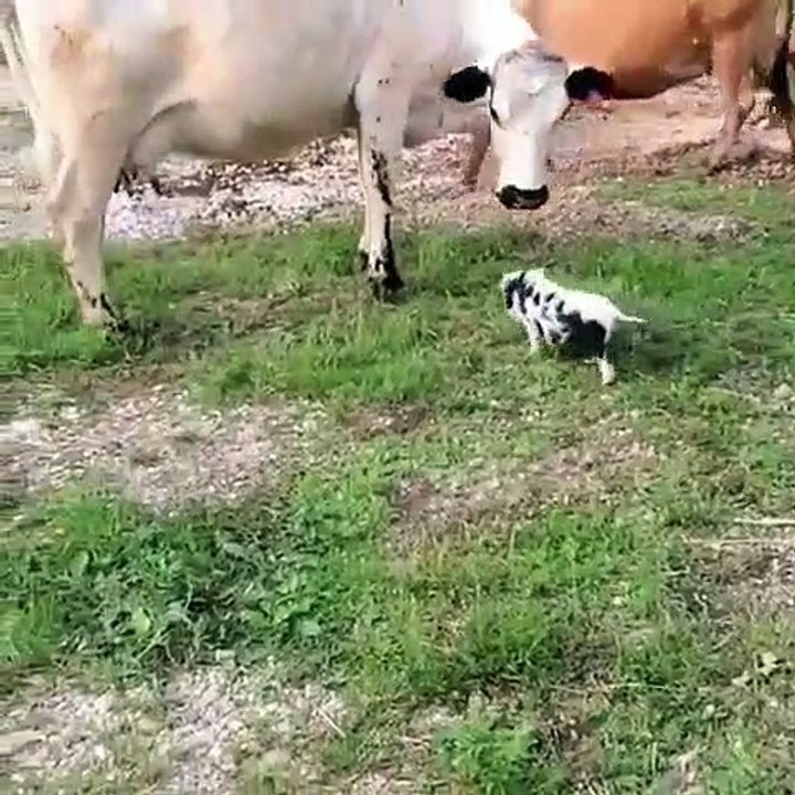 Ce petit cochon qui ressemble beaucoup à un petit veau rencontre un pour la première fois. Observez ce qu'il fait !!
