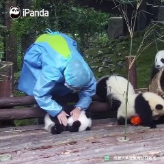 Ces bébés panda veulent des câlins à tout prix. Trop craquant !