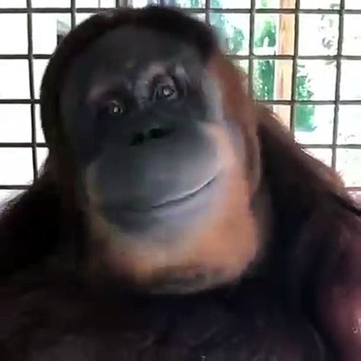 Ce singe est intrigué par la camera. Observez sa réaction !
