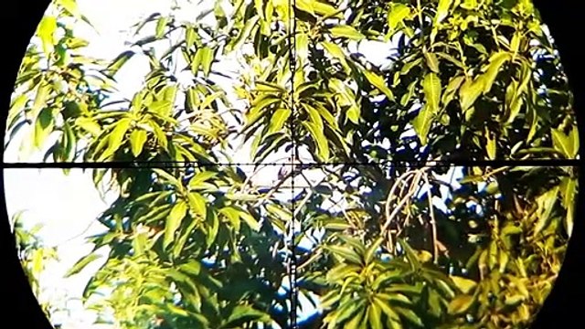 Crazy Long Range Pigeon and dove Hunting!