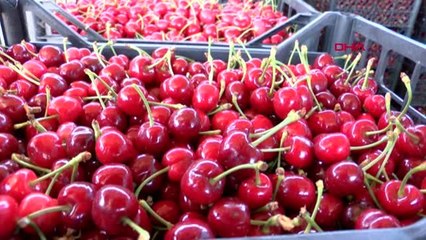 Tokat'ta kiraz ihracatı başladı