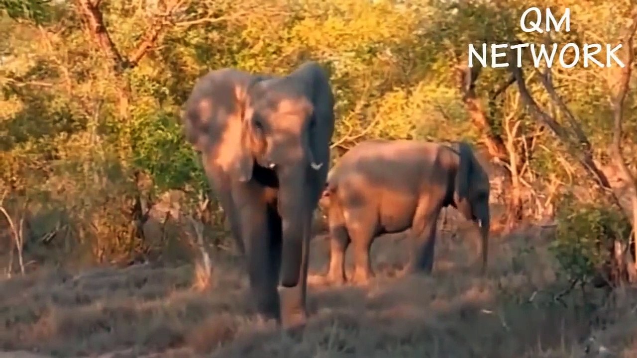 The Lion is confident with his strength but must surrender because of Wildebeest power is too great