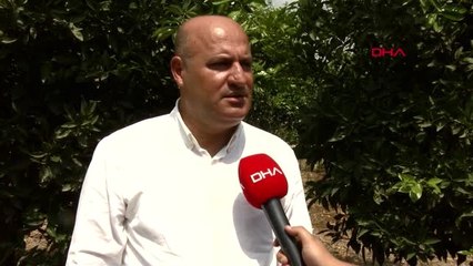 ADANA "Aşırı sıcaklar narenciyeye rekolte kaybına neden olacak"