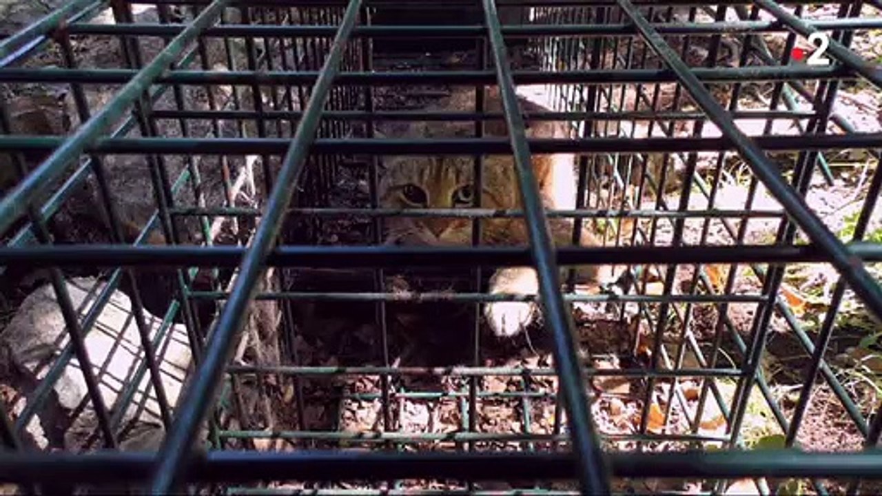 Le «chat-renard», est une nouvelle espèce de félin recensée et découverte en Corse.