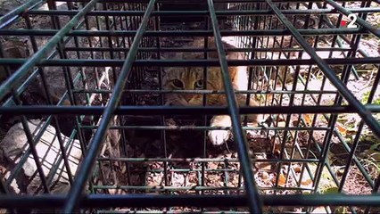 Le «chat-renard», est une nouvelle espèce de félin recensée et découverte en Corse.