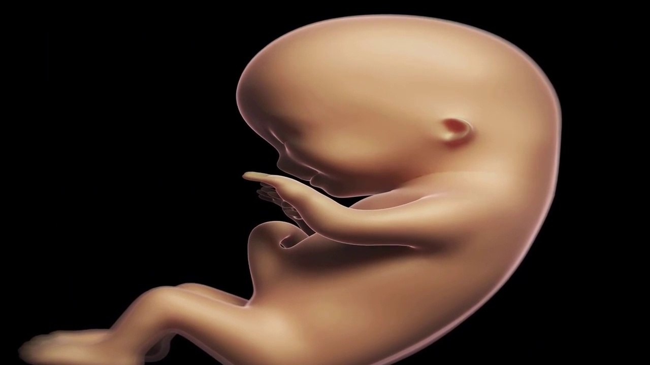 Evolución del bebé en el tercer mes de embarazo