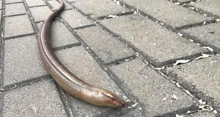 Bursa'da oluklu kertenkele şoku! Yılan sanıp öldürdüler