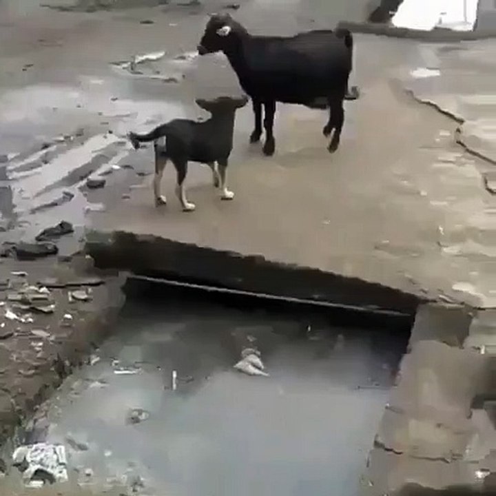 Oh No!~ [What A Poor Dog]