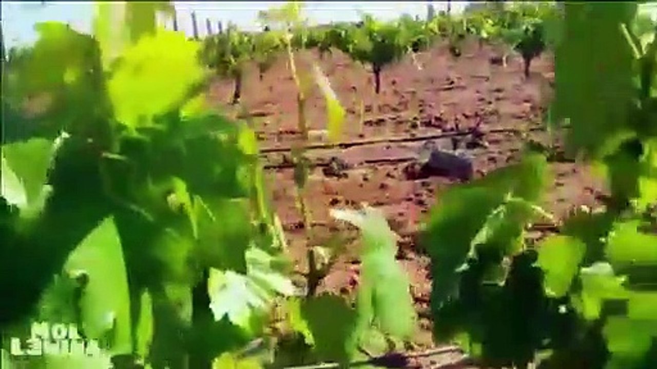 وزرعنا العـنب نـاض الفول ؛ فهم التصطى
