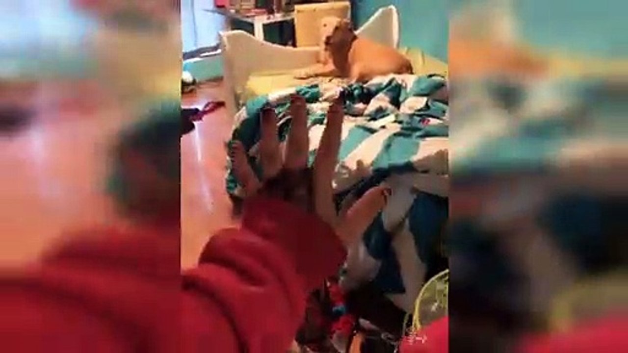 Dog Reaction to Hide And Seek - Funny Dog Hide And Seek Compilation