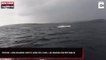 Écosse : Une baleine saute hors de l'eau, les images incroyables (Vidéo)