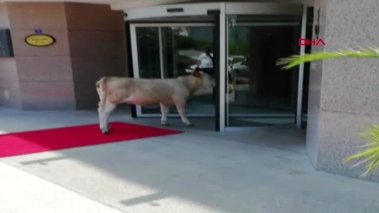 Sinop'ta otele girmeye çalışan inek gülümsetti