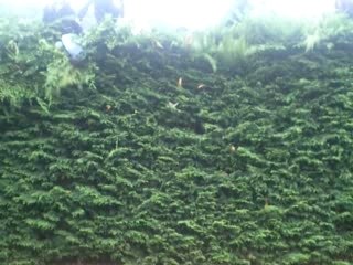 Mes cherie dessende de l arbre