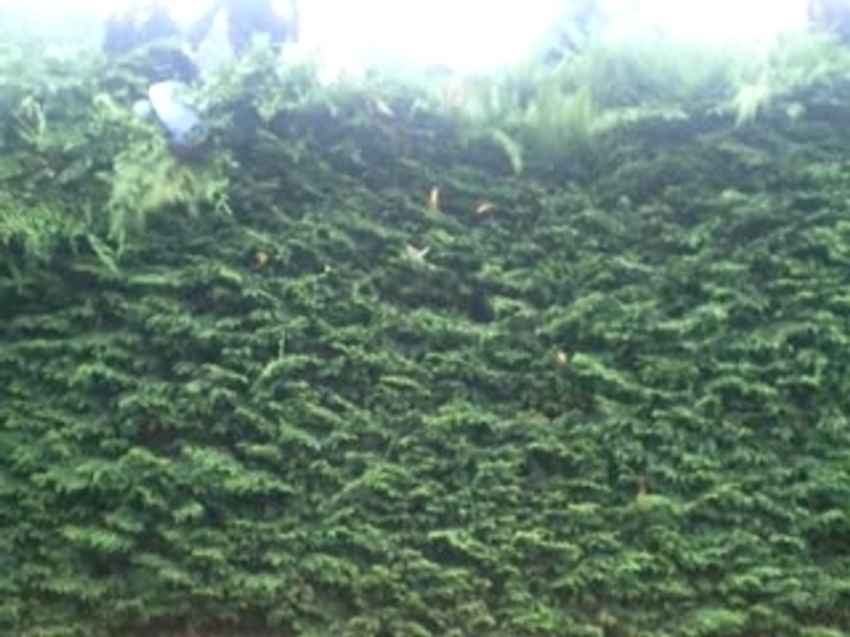 Mes cherie dessende de l arbre