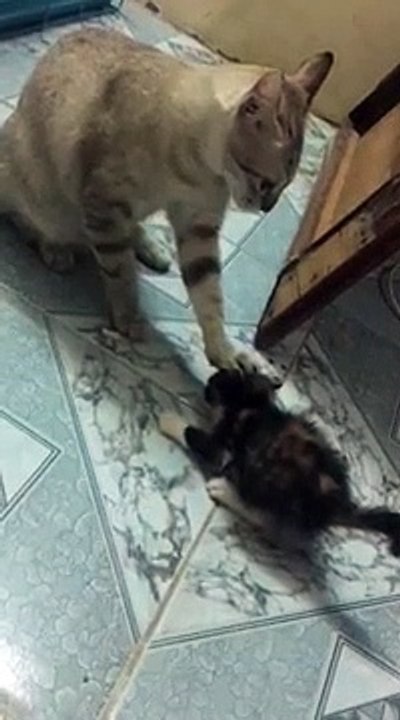 Un chat maîtrise un chaton