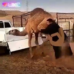 Powerfull Man With Camel