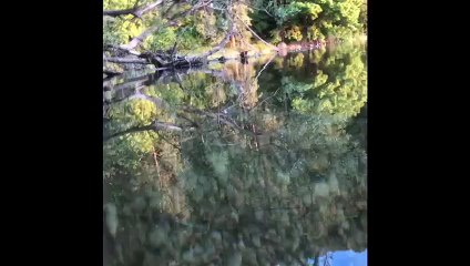 Besançon : un silure d’environ 1m60 vient protéger son nid