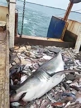 Des pecheurs capturent un grand requin blanc dans leurs filet
