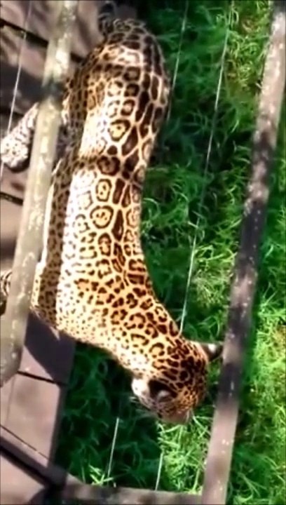 Un touriste dans un arbre filme une panthère magnifique tout près de lui