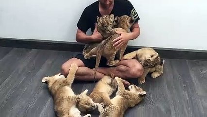 Video herunterladen: Grand moment câlin avec ses 6 lionceaux et leur dresseur