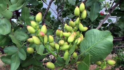 300 Bin Dekar Alan Üzerinde Yetişen Siirt Fıstığı Dünya Pazarında Yer Alacak