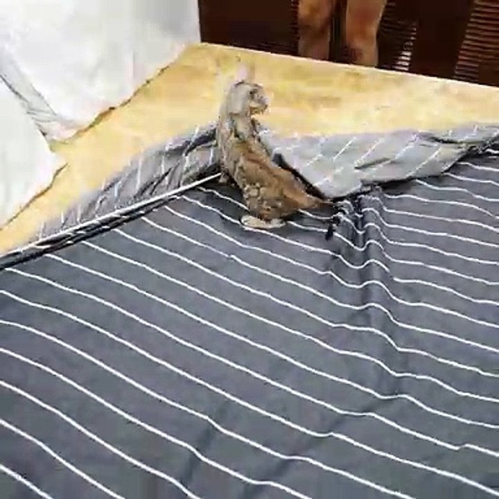 Bengal Kittens Messing with the Bedding