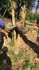 Heroic Rescue: Chainsaw Used to Save Trapped Buffalo 🐃