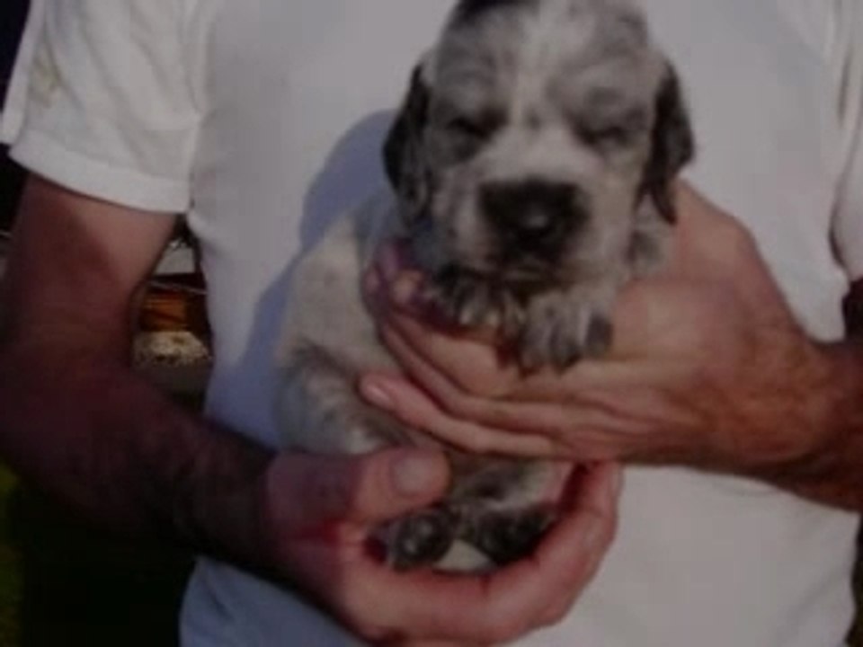 Les bébés de Sottise à 3 semaines