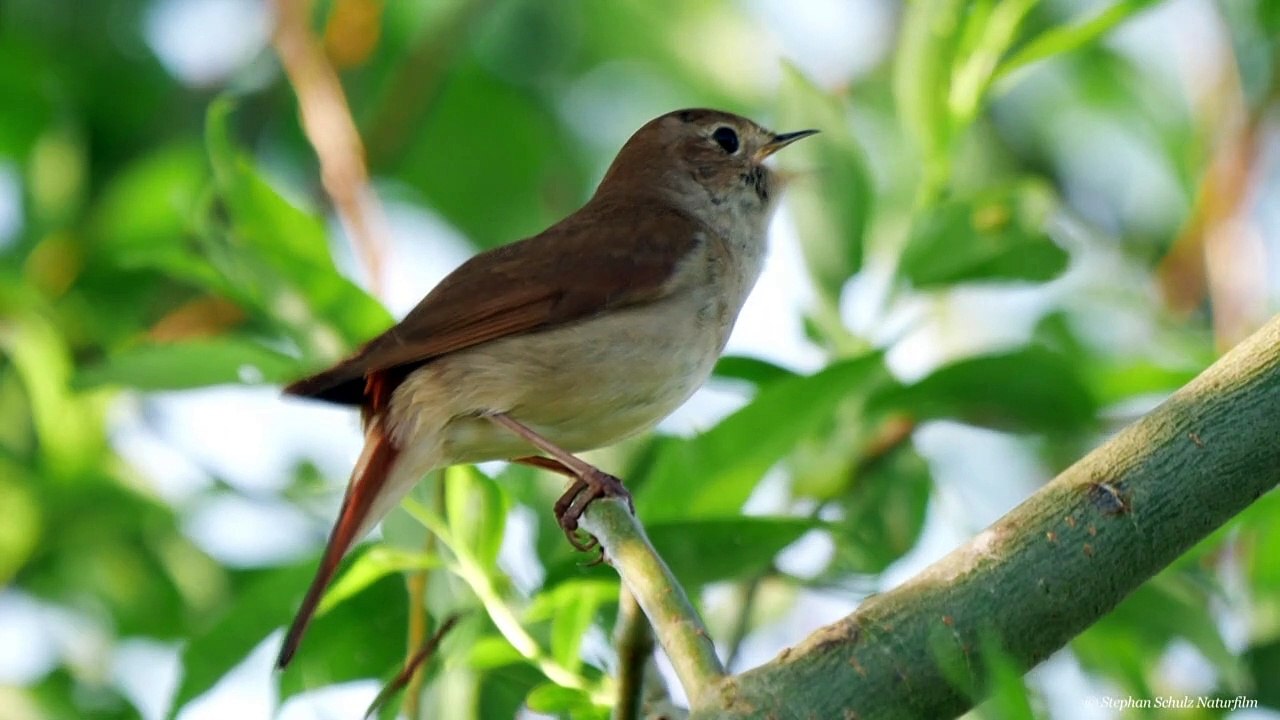 Zwitschern mit Dialekt - der 'Forschungsfall Nachtigall'